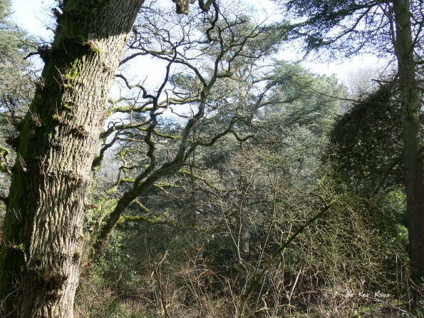 Bois des Moutiers (53) mars 2012